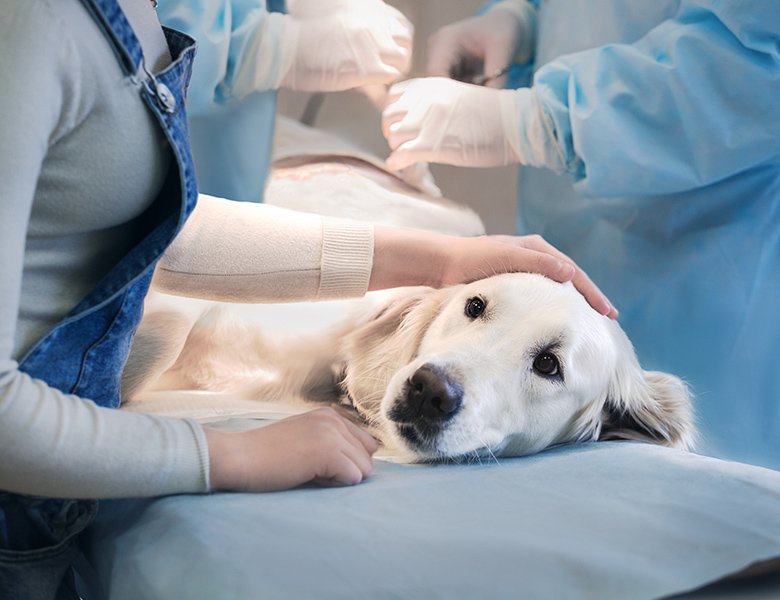 イヌとネコにおける疾患別の麻酔管理 イヌとネコにおける疾患別の麻酔管理 イヌとネコにおける疾患別の